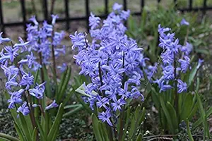 FernsFly IMP. Hyacinth Aromatic Charming Flower Bulbs Winter Flower Home Pot / Land Gardening Bulbs Blooming planting (Pack of 7 Blue Festival Hyacinth)