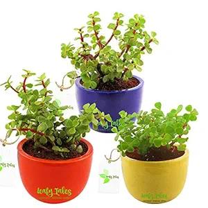 Leafy Tales Set of 3 Jade Live Plant in Blue, Orange & Yellow Urn Ceramic Pot (Button Jade)