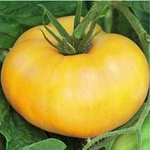 gelbe Riesen-Fleischtomate - reicher, köstlicher Geschmack - Brandywine gelb - 20 Samen