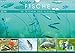 Produktbild Fische in Teichen und Flüssen (Wandkalender 2018 DIN A4 quer): Großartige Unterwasseraufnahmen von Fischen in unseren Gewässern (Monatskalender, 14 ... [Kalender] [Apr 13, 2017] CALVENDO, k.A.