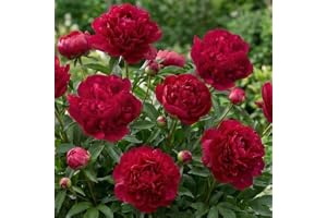 Pion 'Red Passion' - Stor Hybrid Pion - Vinterhärdig Flerårig Ört