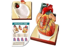 EVOTECH SCIENTIFIC 2022 Newest Design Life Size Human Heart Model,2-Parts 1:1 Anatomical Heart Model On Diaphragm and Pericardium Base,34 Anatomical Structures Teaching Science Models for Classroom and Cardiology Study