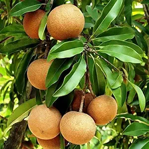 Coconut Lagoon Sapota Plant For Outdoor Garden Fruit Live Plant