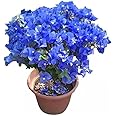 Blue bougainvillea live plant Pack of 1