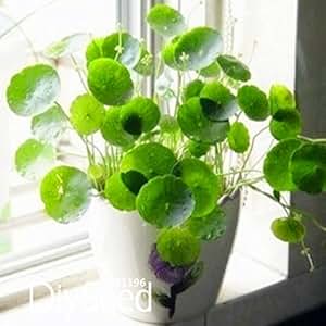 Graines Fraîches De Pilea Vert – Lot De 30 Graines – Pour Bonsaï D’intérieur Ou Extérieur – Faciles à Planter Toute L’année