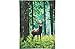 Heart of House Finlay Stag in Forest Canvas.