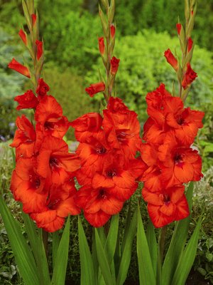 Gladiolus - Gladiole " Hunting Song " (5)
