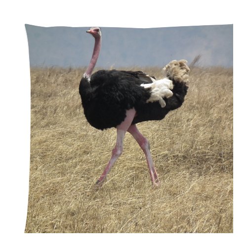 Ostrich animal Zippered Pillow Cases Cover Cushion Case 18x18 Inch