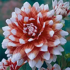 FERNSFLY Flower Bulbs IMP. Dahlia | Dhalia | Dahalia Perennial Flower Bulbs Excellent Quality Attractive Aromatic Flower Home Outdoor Gardening Flowering Bulbs (Pack Of 8 The Striped Duet)