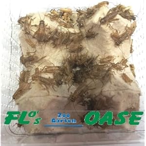 Heimchen mittel Großpackung Futterinsekten ca. 1000 Stück im Karton