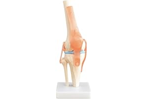 ‎MEDMOD Anatomie Skelett Modell Kniegelenk Lehrmodelle Lebensgroß Anatomisches Körper Modell des Knie mit Beweglichem Knie Gelenk Kreuzband Sehne auf Ständer MedMod