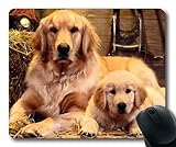 Gaming Mouse Pad, Tiere Cat Kitten Dog Golden Dog herunterladen, Präzisionsnaht, Robuste Mauspad
