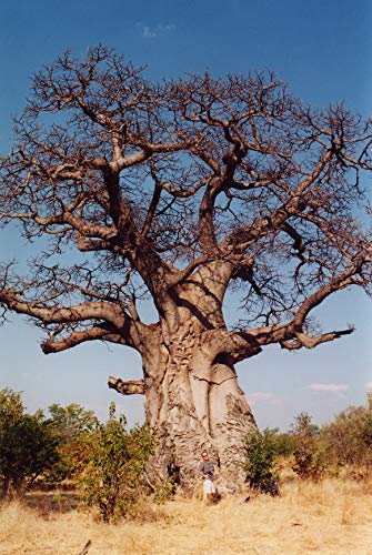 Asklepios-seeds® - 50 Semillas de Adansonia digitata Baobab, árbol del pan del mono