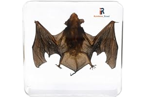 RAINBOW_ROAD Real Bat Animal Taxidermy Skeleton Embedded Specimen Science Classroom Teacher Education Taxidermy (Bat Taxidermy)