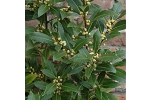 Risala Laurus NOBILIS Bay Leaf Tree Culinary HERB 5 Seeds PER Pack