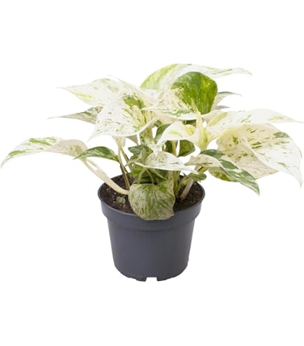 Epipremnum Marble Queen  Pflegeleichte Efeutute  12 cm, 20 cm Hhe, Rank-  & Hngepflanze fr Innenrume  Zimmerpflanze mit Marmorierter  Blattstruktur : Amazon.de: Garten