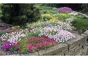 WHIN HILL NURSERIES Six Alpine Garden Ready Hardy Perennial Flowering Plants 9cm Pot Grown Not Plugs
