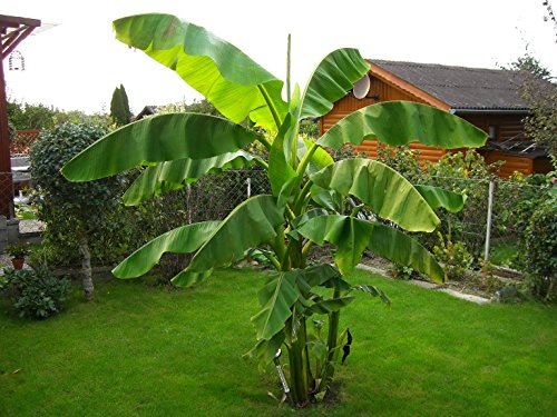 Bananenpflanze, 1 Staude - 2