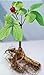 Produktbild Now is the Time to Sow Ginseng-FREE Shipping 25+ American Ginseng Seeds - Stratified - grow your own ginseng-By Seeds and Things-Instructions Included by Seeds and Things