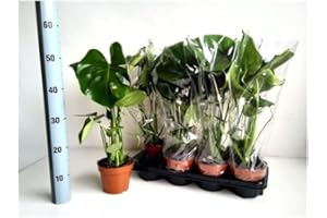 MondoPiante Monstera deliciosa - Vaso 12 litri - Terrario in Vetro - Ispirazione Tropicale