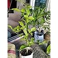 Bilva Patra live plant for home gardeing Pack of 1