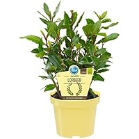 Bio Gewürzlorbeer, (Laurus nobilis), Kräuter Pflanzen aus nachhaltigem Anbau (2 Pflanzen, je im 12cm Topf)
