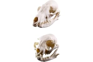 PETSOLA Crâne De Renard Réaliste Modèle Squelette D'enseignement Réplique En Résine Aquarium Décoration+Crâne De Chat Modèle Squelette