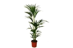 DECOALIVE Kentia Palmera de Interior Grande 150 cm de Altura Planta Natural