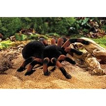 Suchergebnis auf Amazon.de für: spinne ferngesteuert