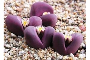 SVI Lithops Optica RUBRA selten Mesems exotische saftig lebendigen Steine ​​Kaktus 50 SEEDS