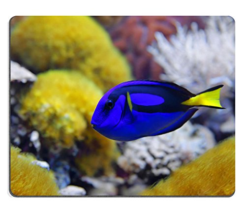 Liili Mauspad Naturkautschuk Mousepad Blau Tang Paletten-Doktorfisch hepatus eine Reihe von gemeinsamen Namen sind, die der Arten einschließlich Palette Doktorfisch Regal Bild-ID 23365356