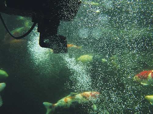 Oase 50170 SwimSkim CWS - 3