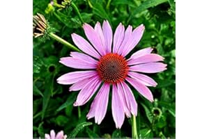 ARBORIX 6 x Echinacea Purpurea - Perenni Vaso 9cm x 9cm