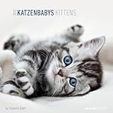 Katzenbabys 2012. Broschürenkalender 30 x 30 cm by 