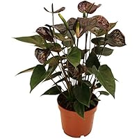 Exotenherz - Anthurium andreanum"Black Karma" - mit schwarzer Blüte im 12cm Topf