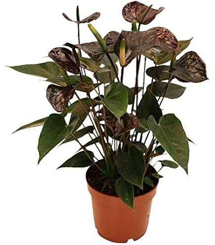 bonsai brand Bonsai Tree Grow Kit