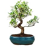 Indoor Plants Buy Indoor Plants Online At Best Prices In India - the bonsai plants beautiful live s shape 6 year old ficus bonsai tree