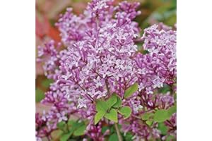 Scented Purple Lilac Dwarf Standard Tree Flowers Hardy Shrub Outdoor Garden Plants Syringa meyeri ‘Palibin’ Large Standard Fragrant Mini Tree 1x 2L Potted Plant by Thompson & Morgan (1)