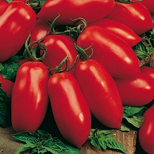 Rote Tomate in Flaschenform - San Marzano - Flaschentomate - 20 Samen