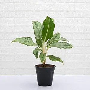 Aglaonema Commutatum Silver Queen - Plant