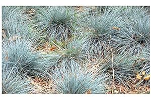 RP Seeds Festuca glauca (Blue Fescue) - 50 Seeds