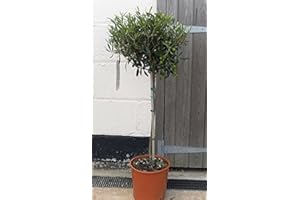 WEB GARDEN CENTRE Olea europaea/Olive Tree Standard : 5L Pot : 85-95cm High (exc Pot)
