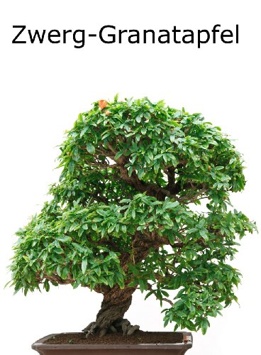 Seedeo Bonsai Anzuchtset Mediteran deluxe (Echte Myrte, Ölbaum, Zwerg Granatapfel) - 4