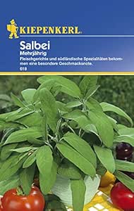 Kiepenkerl Salbei Mehrj&auml;hrig