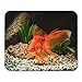 Produktbild Luancrop Mausunterlage Blauer Goldfisch in den Aquarium-Grünpflanzen und in den Steinen orange Mousepad für Notizbücher, Tischrechner-Mausunterlagen, Büroartikel