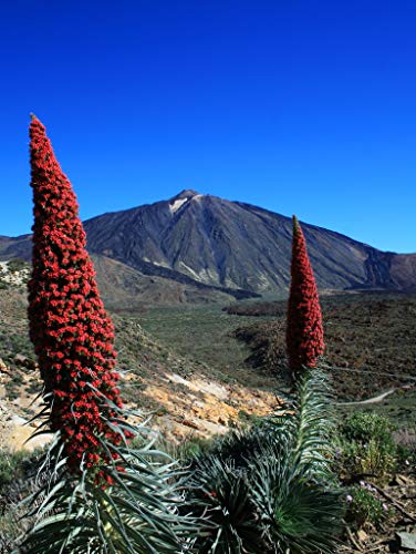 Preisvergleich Produktbild Lais Puzzle Teneriffa 1000 Teile