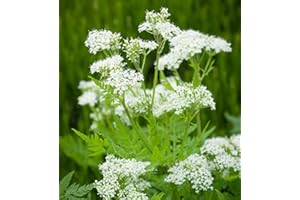 MOOSE SEEDS Sweet Cicely Myrrhis odorata Seeds - Great for attracting Wildlife - Bees