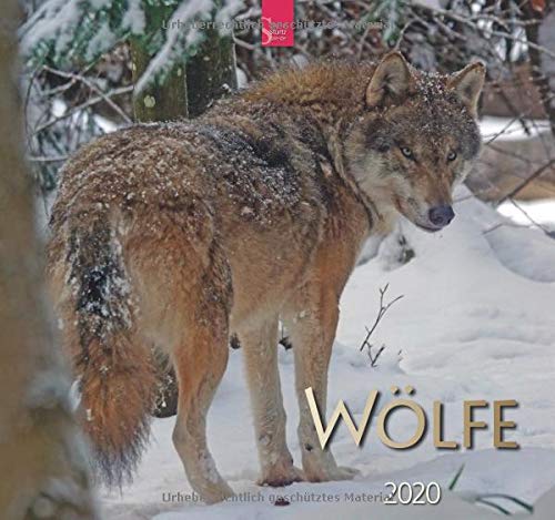 Wölfe: Original Stürtz-Kalender 2020 - Mittelformat-Kalender 33 x 31 cm