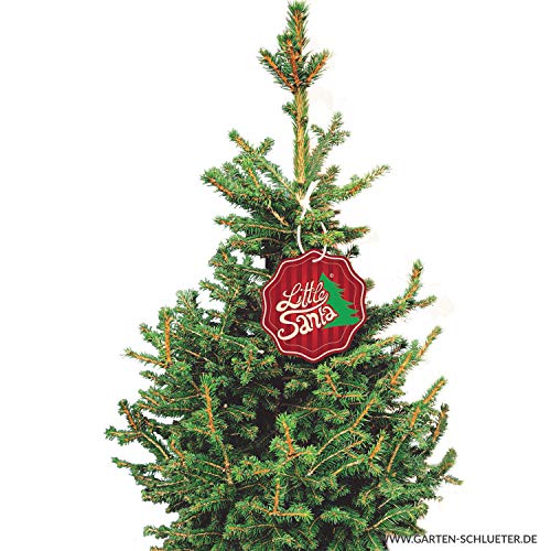 Fichten Mehr Als 10000 Angebote Fotos Preise Seite 51