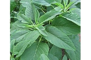 JUST SEED Salad - Amaranthus - Green Giant - 1200 Seeds
